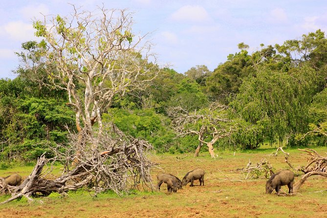 Private Full Day Leopard Safari With Picnic Lunch at Yala National Park - Transportation and Logistics