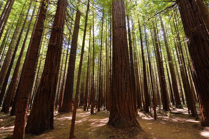 Private Full-Day Rotorua Tour From Auckland - Accessibility Features