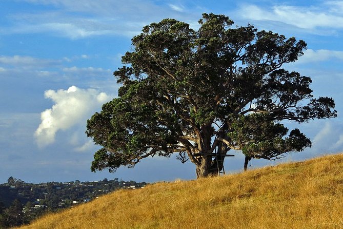 Private Guided Best of Waiheke Island - Guest Reviews and Ratings