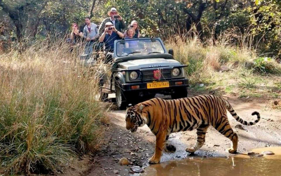 Private Guided Ranthambore National Park Tour From Jaipur - Wildlife Encounters