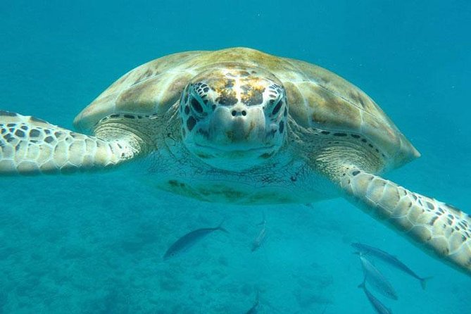 Private Half-Day Barbados Excursion With Entrance Fee Discounts - Customer Experience Highlights