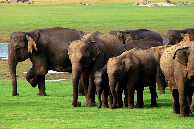 Private Jeep Safari to One of a Best National Park - Accessibility Options