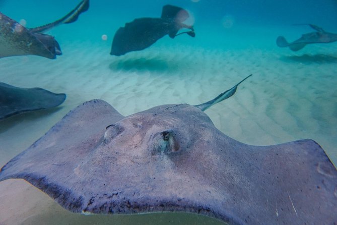 Private, Luxury, Custom Charters to Stingray City, Snorkeling & More - Included in the Tour