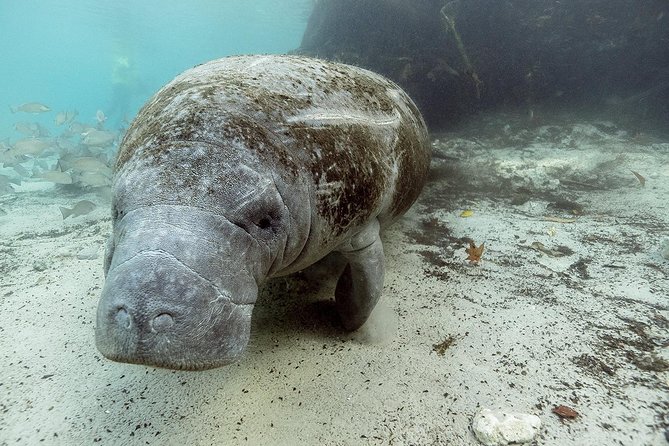 Private Manatee Swim for up to 6 With In-Water Divemaster/Photographer - Pricing and Cancellation Policy