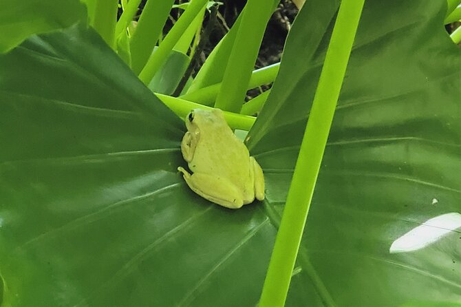 Private MEGA El Yunque Full Day Tour: Rainforest, Rivers, Beaches - Highlights of the Tour