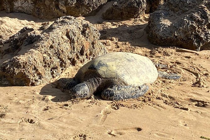 Private Oahu Tour | Up to 14 People | Beaches, Food & Aloha - Popular Activities and Highlights