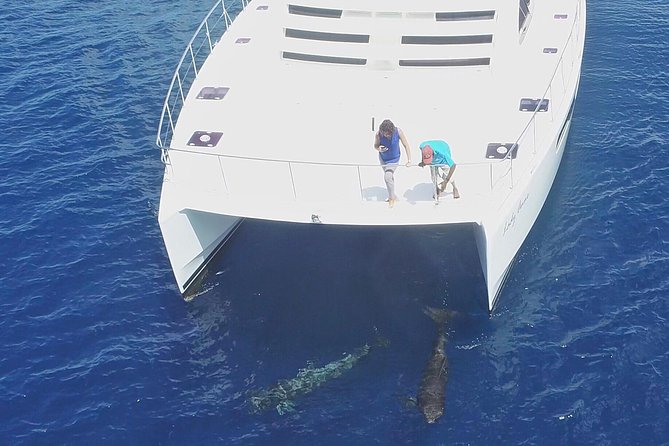 Private Premium Whale and Dolphin Safari St Lucia - Health and Safety