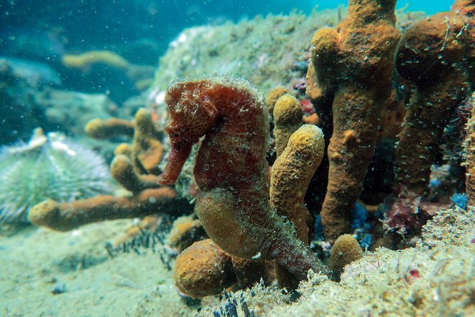 Private Program for Accredited Diver in Búzios - Accessibility Features