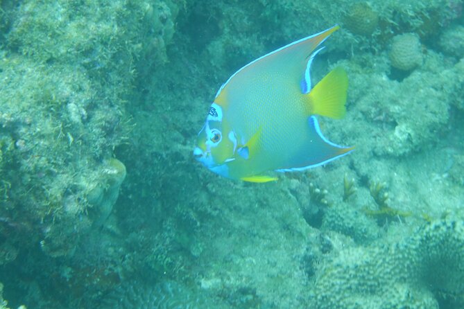 Private Rincon Snorkeling Adventure - Booking Process