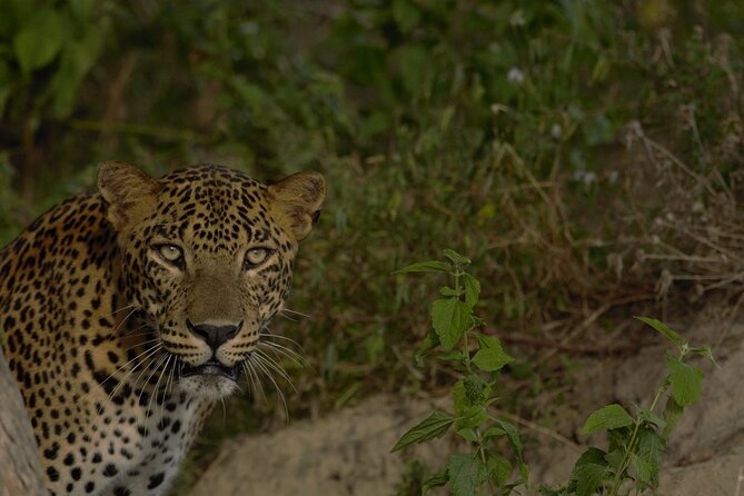 Private Safari in Yala National Park Morning or Evening - Pickup and Drop-off Details