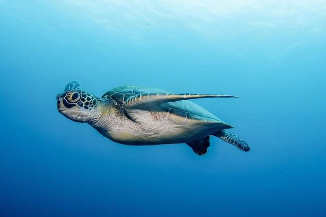 Private Scubadiving With Professional Instructor, Photos Included - Complimentary Photos and Videos