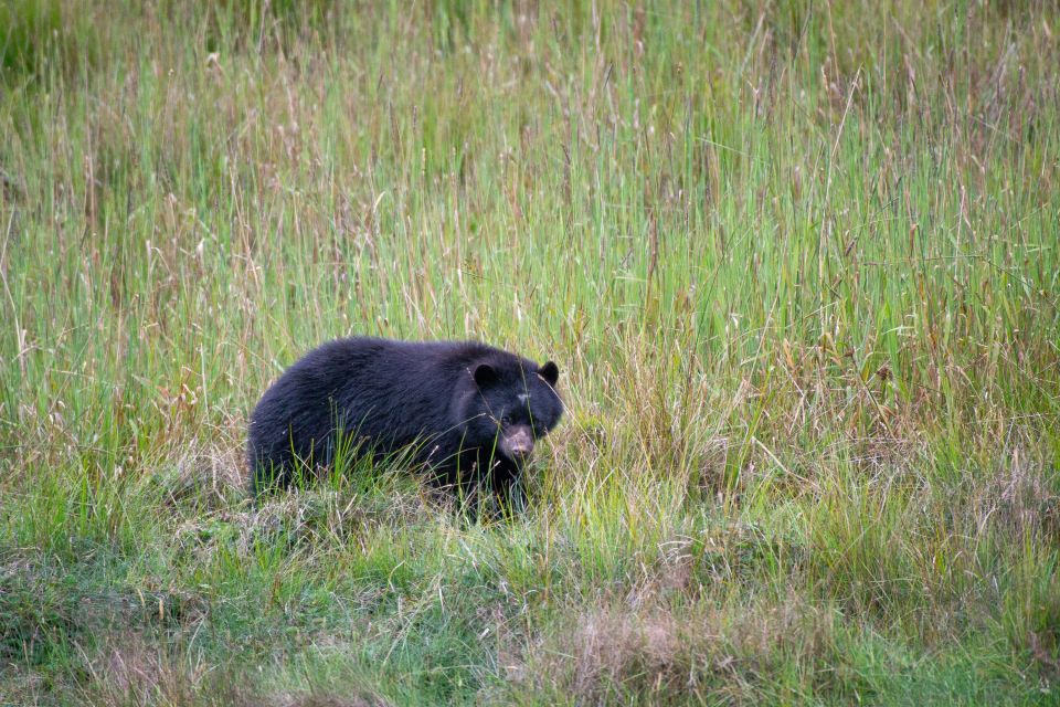 Private Sight Tour Chingaza Paramo From Bogota, Andean Bear - Andean Bear Sightings