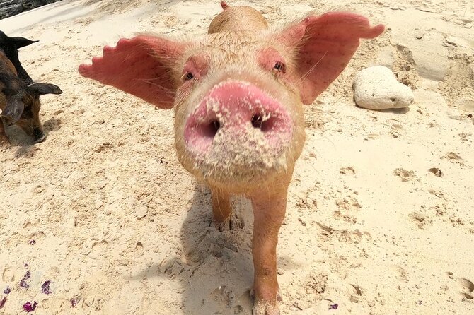 Private Swimming Pigs, Sea Scooter, Turtles And Peacock Island - Activity Highlights