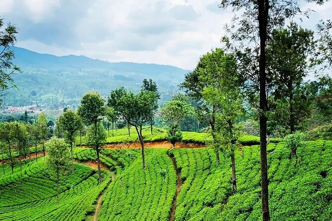 Private Tea Tour and Tea Factory - Refreshment Offerings