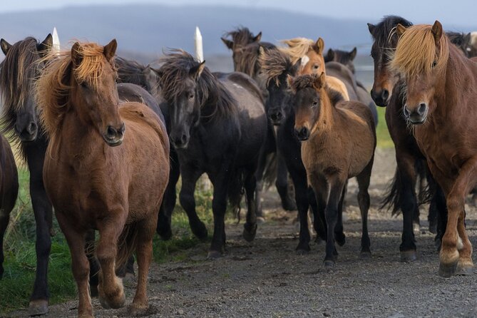 Private Tour: Golden Circle Tour by Luxury SUV From Reykjavik - Highlights of Attractions