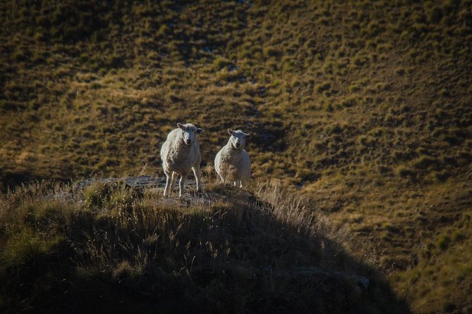 Private Tour Half Day Queenstown and Beyond Photography Tour - Tour Inclusions