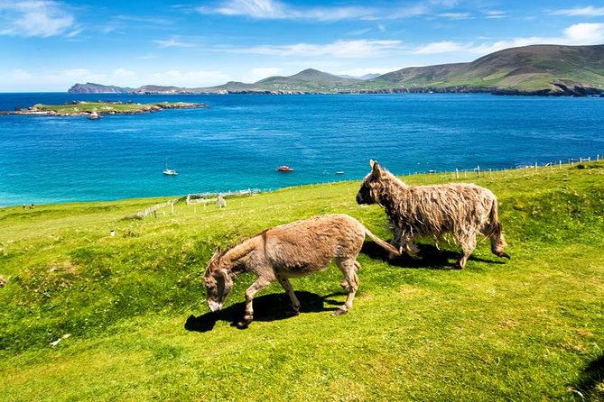 Private Tour of Dingle and Slea Head With Accredited Guide - Traveler Feedback and Reviews