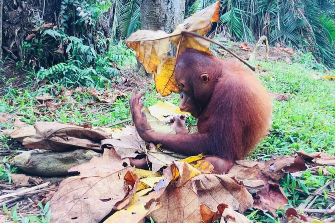 Private Tour : Orang Utan Island & Perak Cave Temple From Kuala Lumpur - Highlights of Orangutan Island