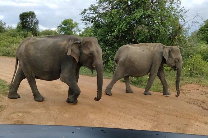 Private Tour : Udawalawe National Park Safari - Tour Logistics and Accessibility