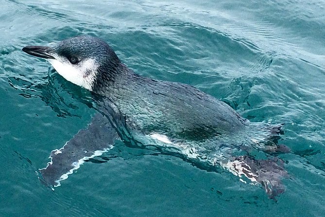Private Wildlife Kayaking Tour - Kaikoura - Booking Process