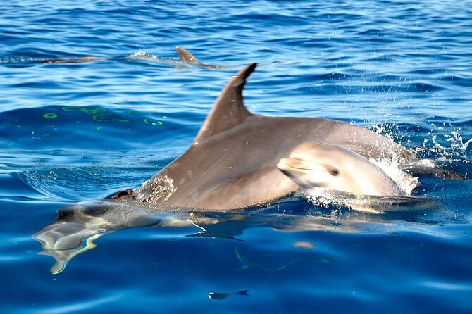 Private Yacht Excursion From Puerto Colon 3 Hours - Sailing in Search of Marine Life