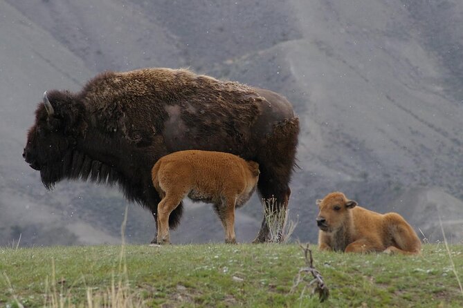 Private Yellowstone Tour: Thermal Features & Waterfalls + Lunch! - Highlights of the Tour