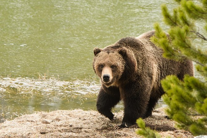 Private Yellowstone Wildlife Sightseeing Tour - Customer Reviews