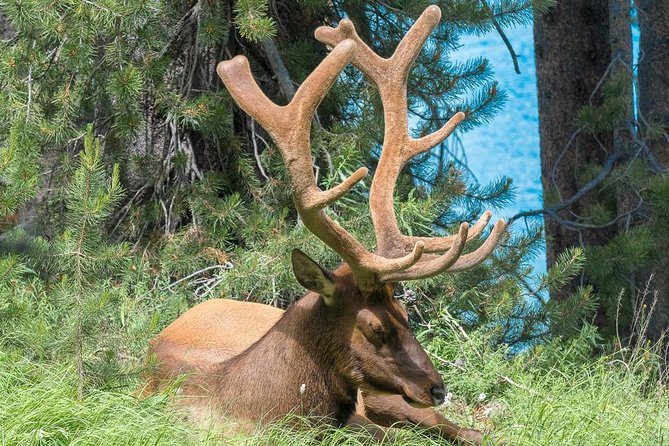 Private Yellowstone Wolf Watching & Wildlife Safari + Lunch - Picnic Lunch Details