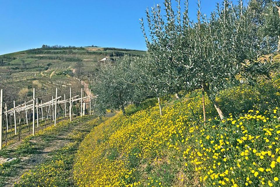 Prosecco Wine Tasting Tour. Half Day. From Venice - Prosecco Production and Varieties