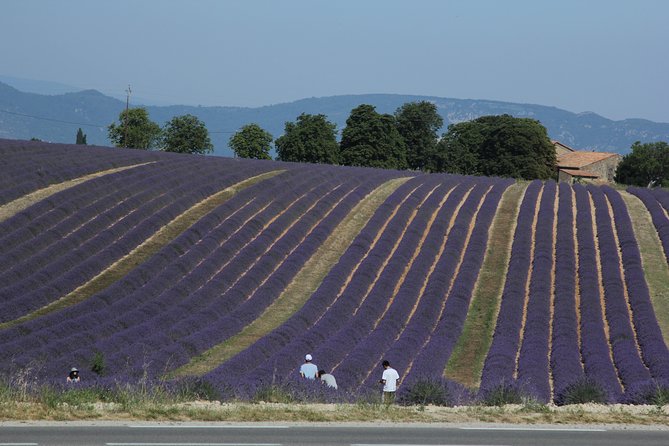 Provence Lavender Full Day Tour From Avignon - Additional Details