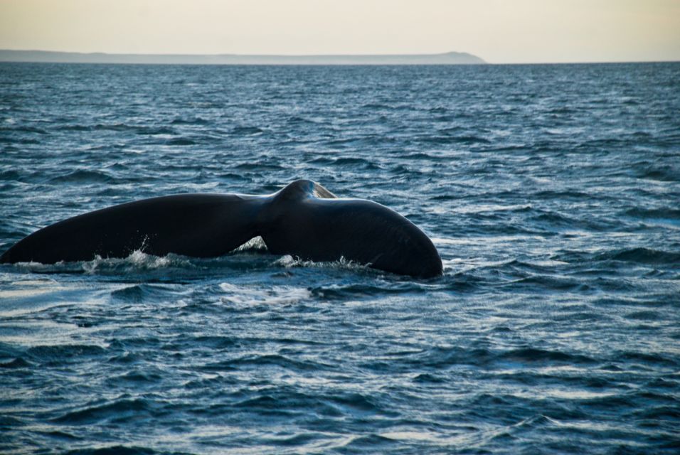 Puerto Madryn: Excursion to Peninsula Valdes Classic - Price and Booking Details