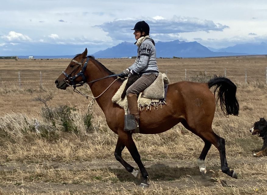 Puerto Natales: Horseback Riding With Horse Connection - Horse Interaction Experience