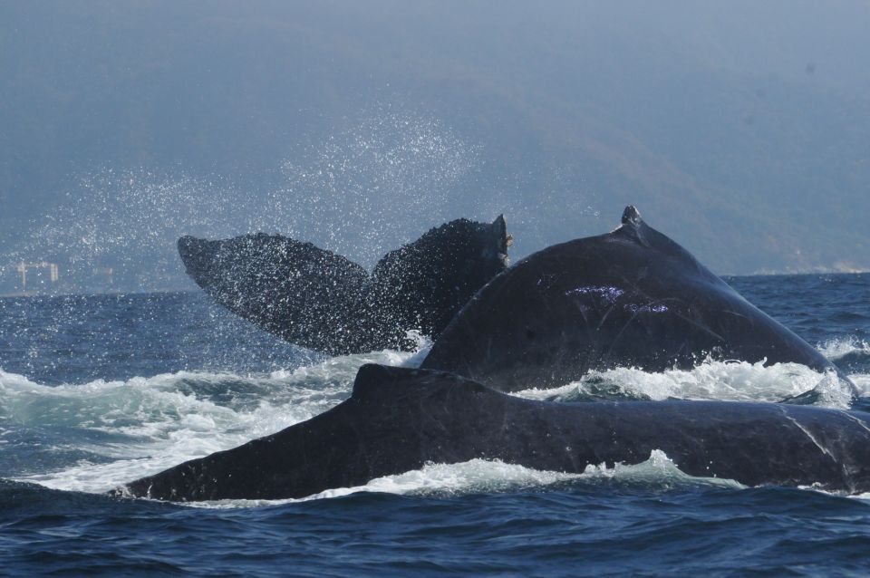 Puerto Vallarta: Humpback Whale Research Adventure Tour - Pre-Tour Educational Session