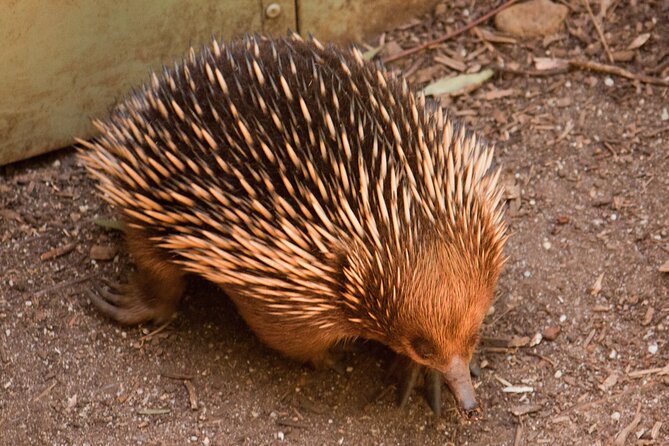 Puffing Billy And Healesville Sanctuary Scenic Tour - Healesville Sanctuary Highlights