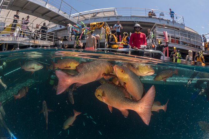 Quicksilver Great Barrier Reef Snorkel Cruise From Port Douglas - Optional Add-On Activities