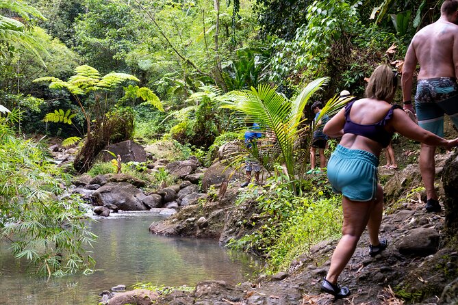 Rainforest Hike and Waterfall Safari - Visiting the Venus Estate Waterfall