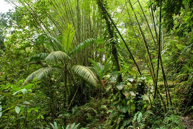 Rainforest Tour - Activities and Experiences