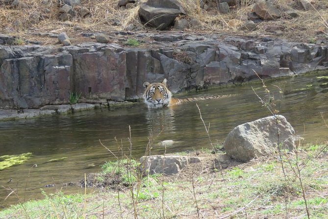 Ranthambore National Park Private Gypsy Safari With Tickets - Tips for a Successful Safari