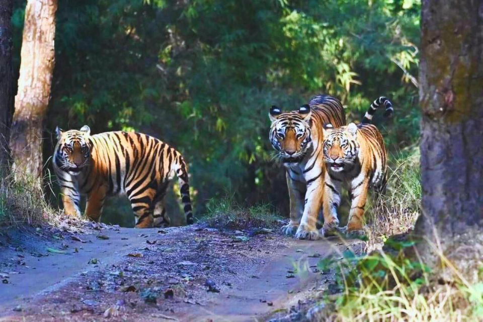 Ranthambore: Skip-the-Line Tiger Safari in Sharing Canter - Accessibility and Travel Options