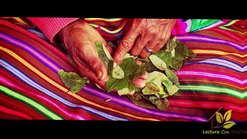 Reading Your Future in Coca Leaf - What to Expect During the Reading