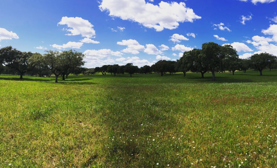 Redondo: Walk in the Cork Forest With Lunch & Wine Tasting - Guided Walking Tour