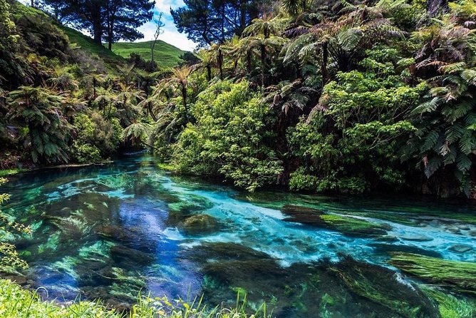 Redwood Forest , Blue Springs & Huka Falls Day Tour From Auckland - Recommendations for Travelers