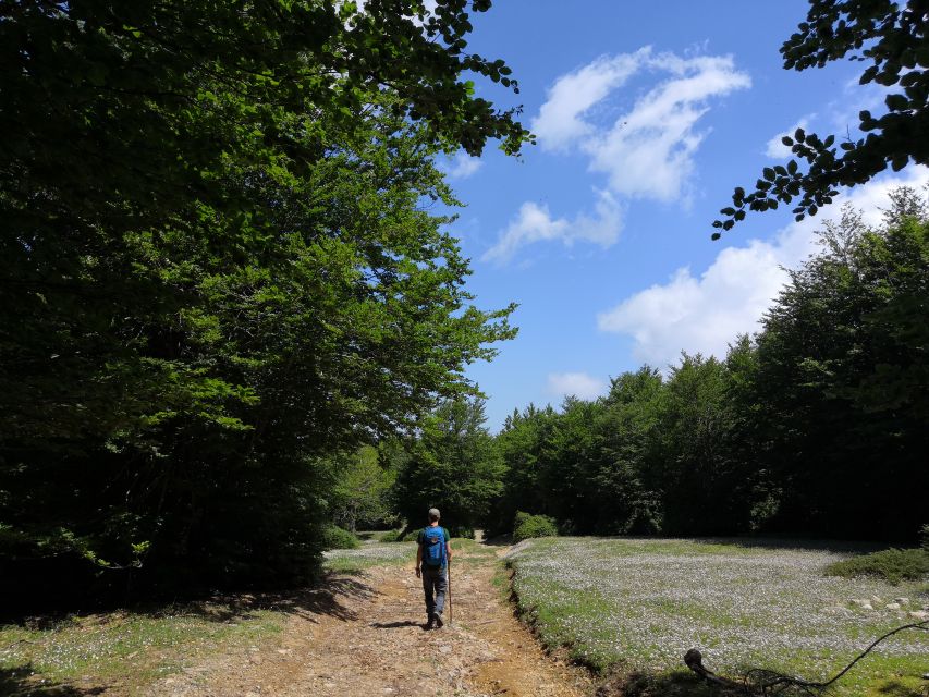 Reggio Calabria: Aspromonte Trails Trek to Montalto Summit - Trek Through Aspromonte Woodlands