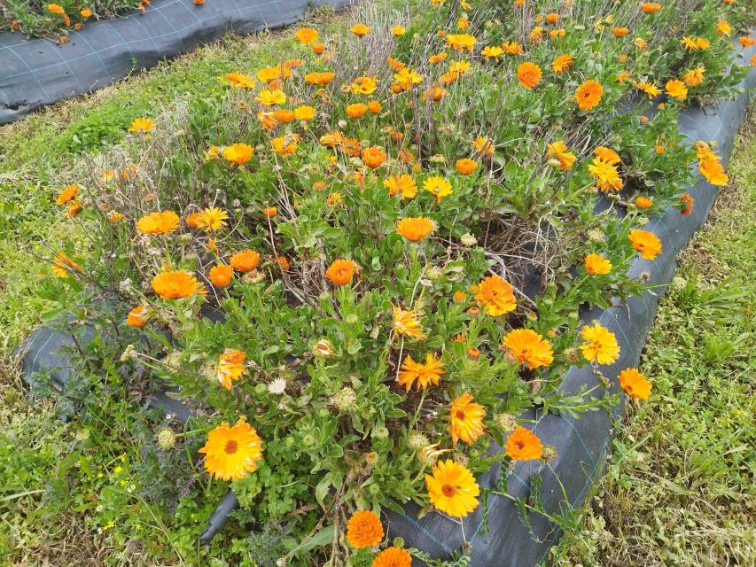 Rethymno: Cretan Herbs and Wine Tasting With Lunch - Meeting Point Details