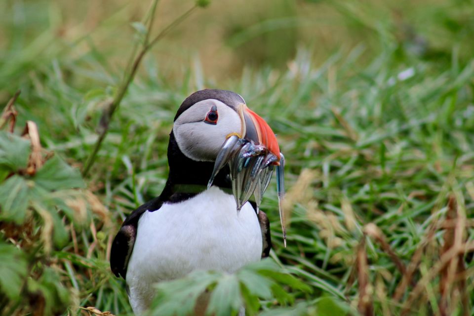 Reykjavik: 1-Hour Puffin Watching Tour - Booking Your Puffin Adventure