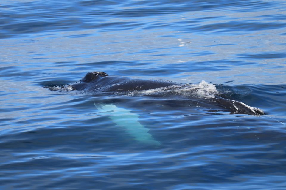 Reykjavik: Best Value Whale Watching Boat Tour - Wildlife Encounters