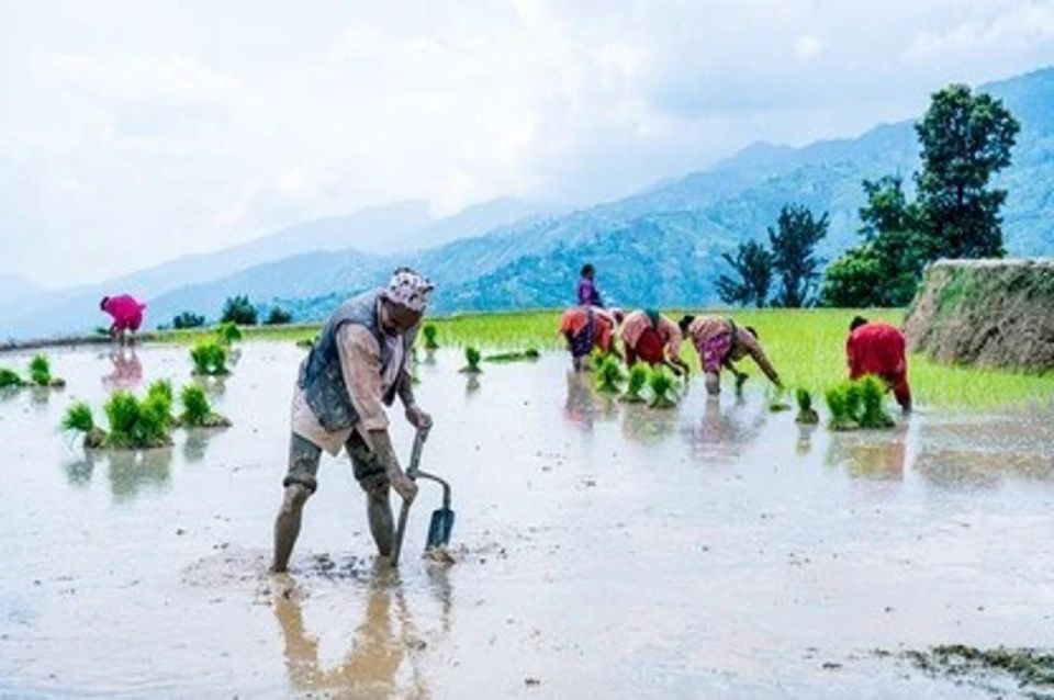 Rice Planting in Nepal - Steps in Rice Cultivation