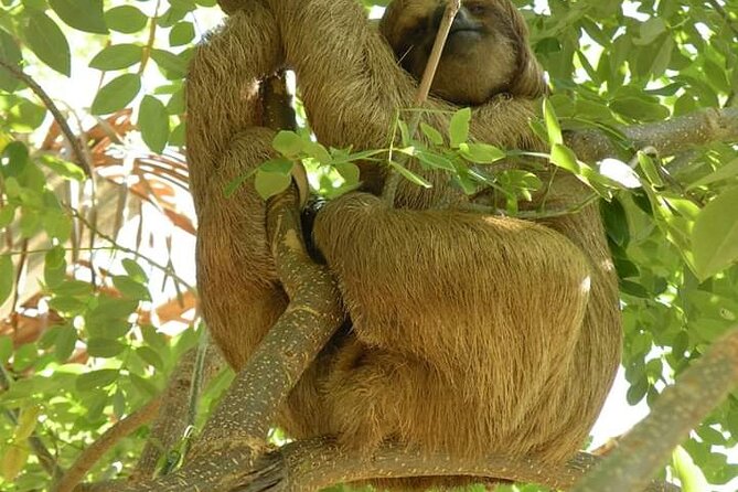 Roatan Wild Side Monkyes and Sloth Hangout Iguana and Snorkeling - Tips for a Great Tour