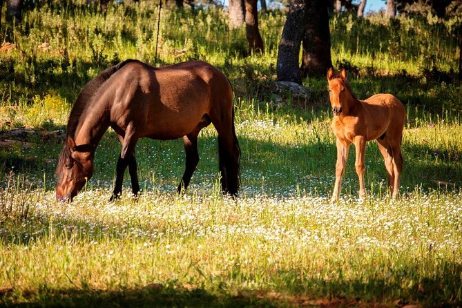 Ronda Guided Tour - Breeding of Fighting Bulls