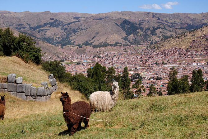 Sacsayhuaman Inca´s Temple, Tambomachay, Puca Pucara & Q`enqo Half-Day Tour - Guide Experience Highlights